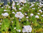 Preview: Staude Armeria maritima weiße Gasnelke
